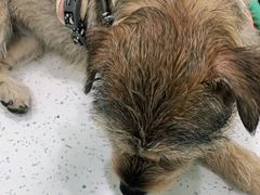 -佳雯宠物医院(金华南路分院)