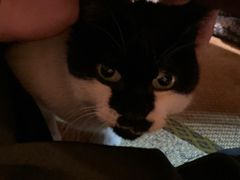 -樱の花亭日本料理店