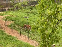 -合肥野生动物园
