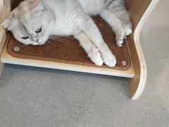 -飞行喵MR PILOT|猫舍·猫咖(静安大融城店)
