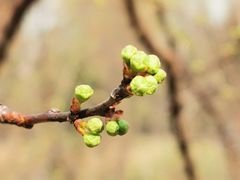 -洛阳市隋唐城遗址植物园