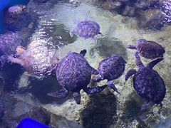 -临沂极地海洋王国