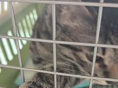 -艾吉宠物医院·疑难杂症转诊中心·猫友好(碧江路院)