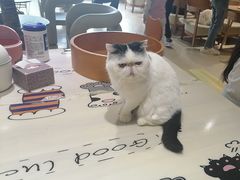 -藏猫猫咖啡主题馆(中央大道店)