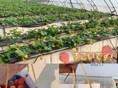 -甜心庄园·甜心草莓采摘园(西青中北店)
