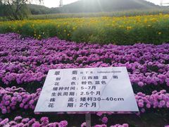 -莲花山花海