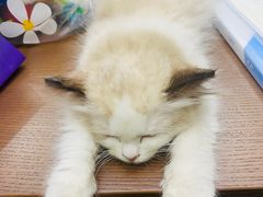 -momokira米努特·德文卷毛猫·棉花面纱犬