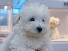 -翊宠yipet猫狗购宠庄园犬舍•猫舍