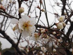 -香雪海