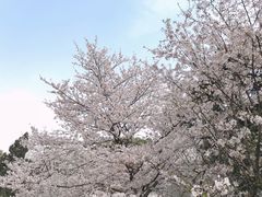 -武汉大学-樱园