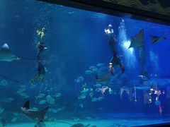 -烟台海昌鲸鲨海洋公园