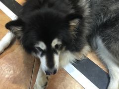 -more than meow吴止猫主题餐厅(承德 中船汇店)