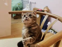 -猫咪派对(江南西店)
