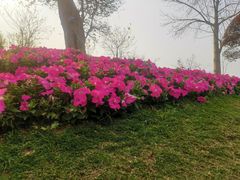-东莞植物园
