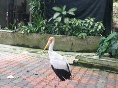 -吉隆坡雀鸟公园