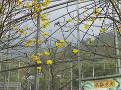 -南丹山森林王国