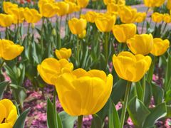 -石家庄市植物园