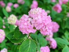 -上海滨江森林公园