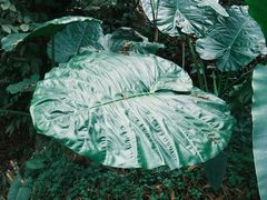 -中国科学院西双版纳热带植物园