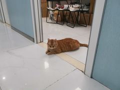 -纳吉亚猫专科动物诊疗中心(蒋宅口分院)