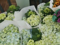-溪岸路花鸟市场