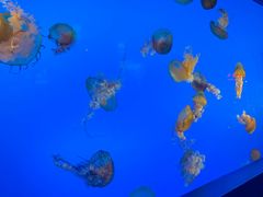 -太平洋海底世界