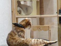 -猫色咖啡·猫咖