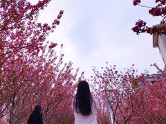 -高东镇樱花园