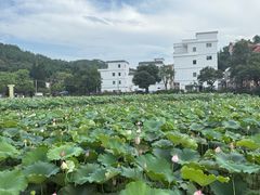-红山村