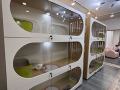 -青奢宠物·青奢猫舍