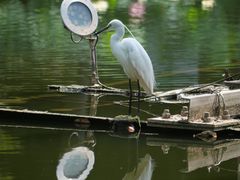 -陈家山荷花公园