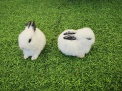 -萌宠亲子动物乐园(槐房万达店)