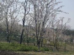 -宜兴龙背山森林公园