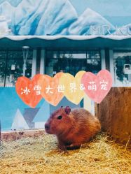 -Mr·Kuma酷么先生雪之乐园
