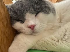 -MOCHA明星猫咖(田子坊店)