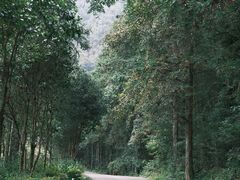 -姑婆山旅游区