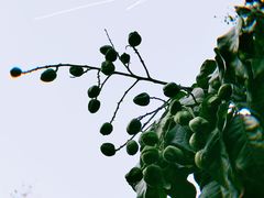 -光明刘冰乳鸽店(光明法政北路店)