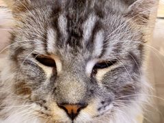 -瞄一喵猫咖(格力海岸店)