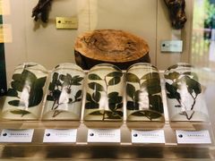 -中国茶叶博物馆(双峰馆区)