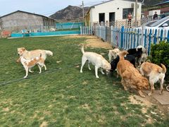 -趣玩宠物乐园寄养训犬训狗游泳池