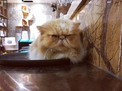 -more than meow吴止猫主题餐厅(承德 中船汇店)