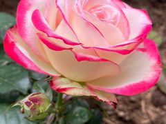 -人民公园(罗湖区)