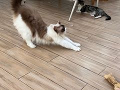 -李小姐の猫咖啡馆(五角场店)