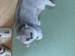 -猫和宫(六道口店)