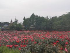 -都江堰玫瑰花溪谷