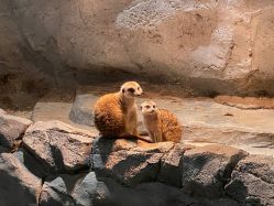 -Zoolung Zoolung动物主题公园(海信广场店)