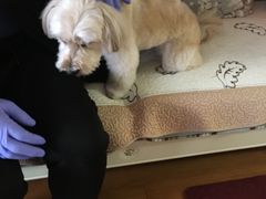 -PETKIT 小佩宠物·低压洗护·美容·寄养(安远店)