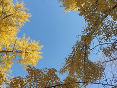 -三里屯东五街银杏大道