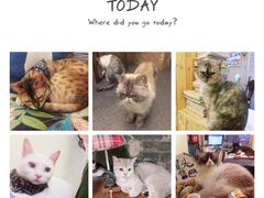-猫色咖啡·猫咖