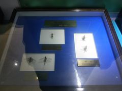 -上海昆虫博物馆